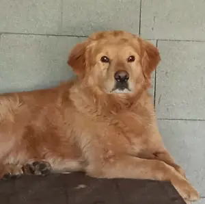 *TARUN* Der Rüde sucht eine hundeerfahrene Familie, die ihn konsequent lenkt und führt 