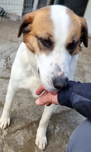 Lina sucht liebe Hundeeltern