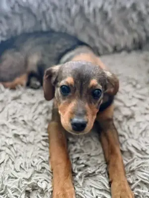 Welpe Hündin 5Mon 6kg 25cm bundesweite Ausreise nach Adoption 