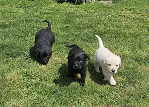 Labrador Welpen  zuckersüß reinrassig