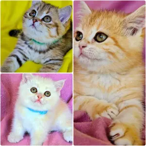 Bkh Kitten mit Stammbaum Abgabebereit 
