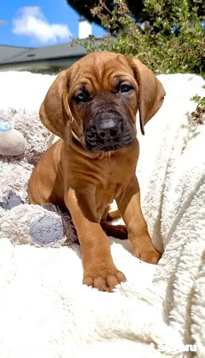 Tosa inu - reinrassigen Welpen - May- Juni 2025 Bild 2