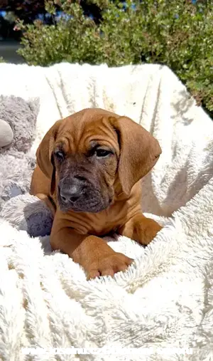 Tosa inu - reinrassigen Welpen - May- Juni 2025 Bild 3