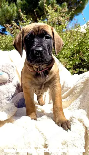 Tosa inu - reinrassigen Welpen - May- Juni 2025 Bild 10