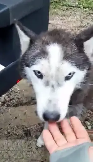 Luna braucht ein richtiges Zuhause Bild 6