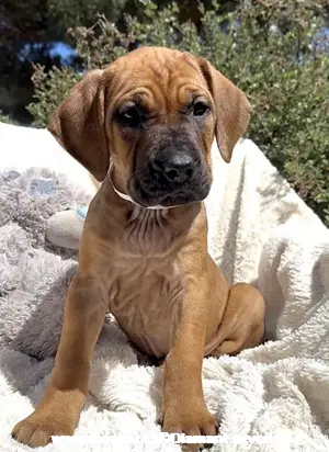 Tosa inu - reinrassigen Welpen - May- Juni 2025 Bild 6