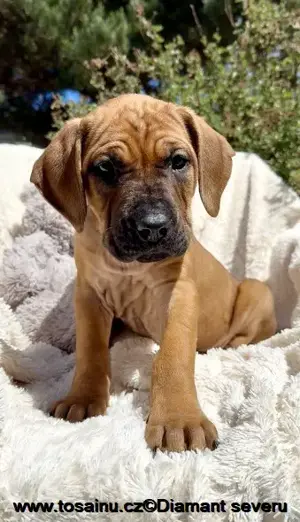Tosa inu - reinrassigen Welpen - May- Juni 2025 Bild 8