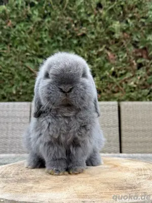 Minilop Zwergwidder Zwergkaninchen Bild 3