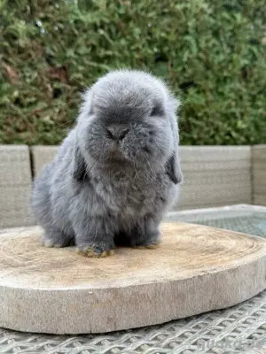 Minilop Zwergwidder Zwergkaninchen Bild 1