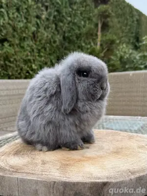 Minilop Zwergwidder Zwergkaninchen Bild 2