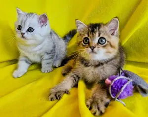 Bkh Kitten mit Stammbaum Abgabebereit 