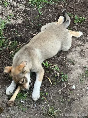 Husky, Australian Shepherd Mix