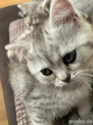 [Abgabebereit] Britisch Kurzhaar Kitten in Berlin + Stammbaum