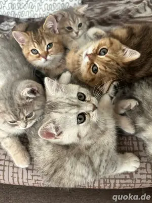 [Abgabebereit] BKH Britisch Kurzhaar Kitten in Berlin + Stammbaum