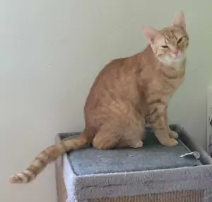 Hübscher Ginger sucht seine Menschen 