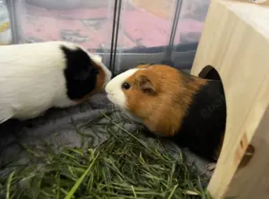 Meerschweinchen Pärchen suchen DICH 