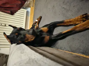 Dobermann 1jahr rüde kupiert 