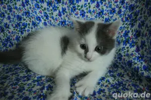 Kleines Kater sucht neues Zuhause 