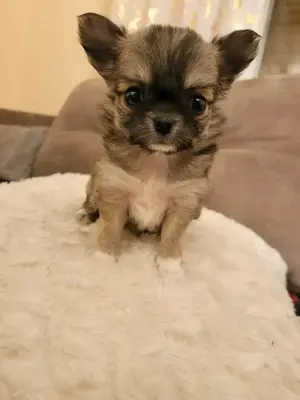 Reinrassige Chihuahuawelpen suchen ein neues Zuhause 