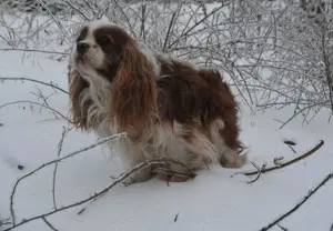 Cavalier King Charles Spaniel Welpen