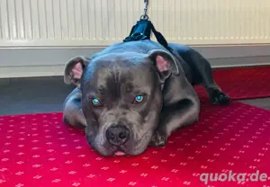 hund zu verkaufen 