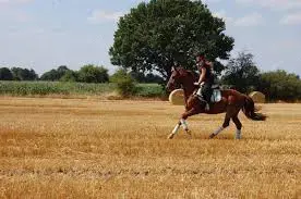 Dringend Reithalle Roundpen Acker zum reiten gesucht  