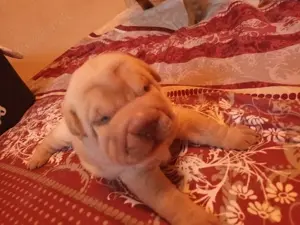 Shar Pei Hündin Welpe reinrassig sucht ihre Menschenfamilie