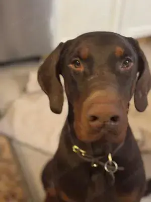 Jazz, ein toller Hund wünscht sich seine Familie  