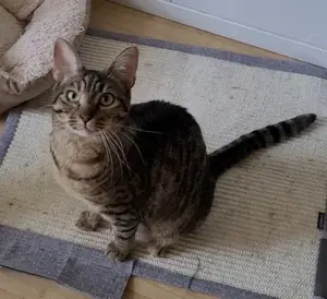 Liebe Roxy sucht ihr Zuhause 