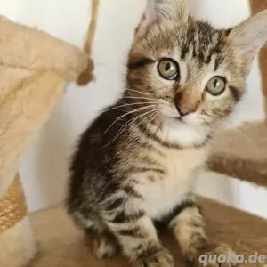 Katzenbaby wunderschöne kleine Katzen