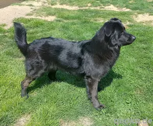 Hund abzugeben Dt. Schh. Gold. Retr. Mix, 3J., Rüde