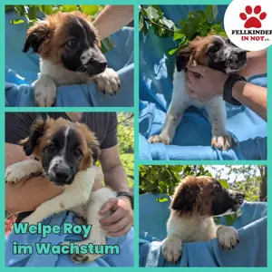 Roy Welpe Epagneul Breton   Schäferhund Mischling Rüde Junghund sucht Zuhause für immer