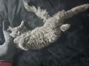 Reinrassige maine coon mit Stammbaum zu vermitteln  Bild 6
