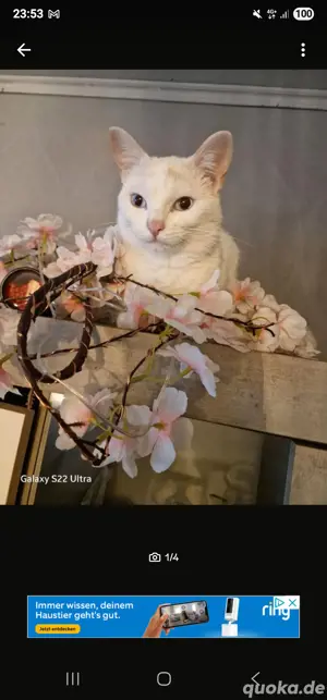 Siam Mix Weibchen 