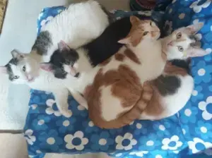 Dringend Pflegestellen für unsere Katzenkinder gesucht   