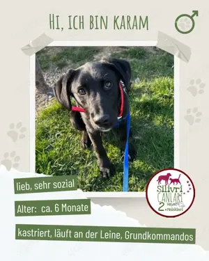 Karam-Labrador Mix sucht ein zu Hause 