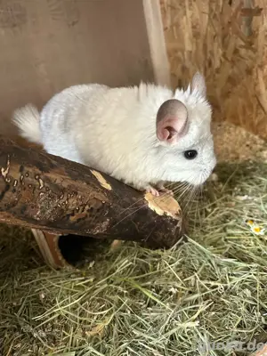 chinchilla männchen angora 
