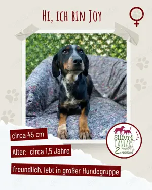 Hübsche Joy sucht ein neues zu Hause 