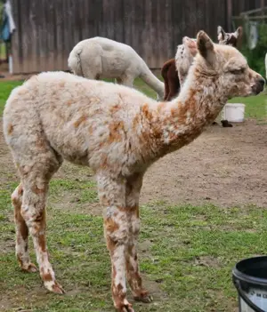 Leopard Appaloosa Alpaka Zuchthengst Deckung NZ Summerhill Bild 4
