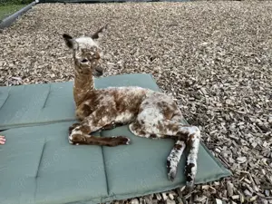 Leopard Appaloosa Alpaka Zuchthengst Deckung NZ Summerhill Bild 2