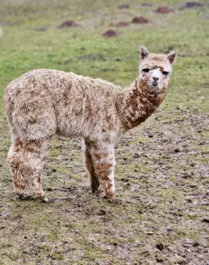 Leopard Appaloosa Alpaka Zuchthengst Deckung NZ Summerhill