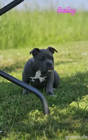 American Pocket Bully Welpen Abgabebereit ABKC ABR