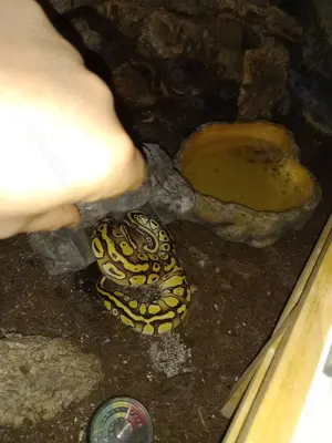 2 x Königspython   Jungtiere   Weiblich + Männlich   Bei Bedarf, inkl. Terrarium und Zubehör