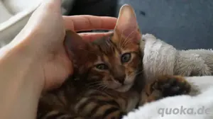 Toyger Kätzchen Bild 8