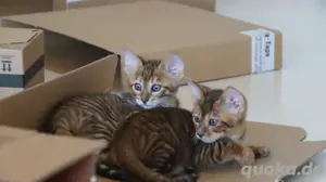 Toyger Kätzchen Bild 7