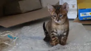 Toyger Kätzchen Bild 10