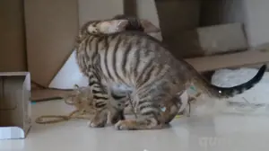 Toyger Kätzchen Bild 9