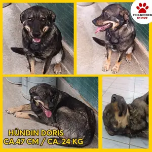 Doris Schäferhund Mischling Hündin Junghund sucht Zuhause oder Pflegestelle