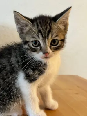 Süße Babykatze zu verkaufen