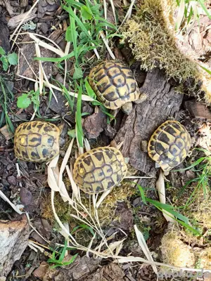 Griechische Landschildkröte (Thb) - Nachzuchten